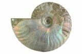Silver Iridescent Ammonite (Cleoniceras) Fossil - Madagascar #346739-1